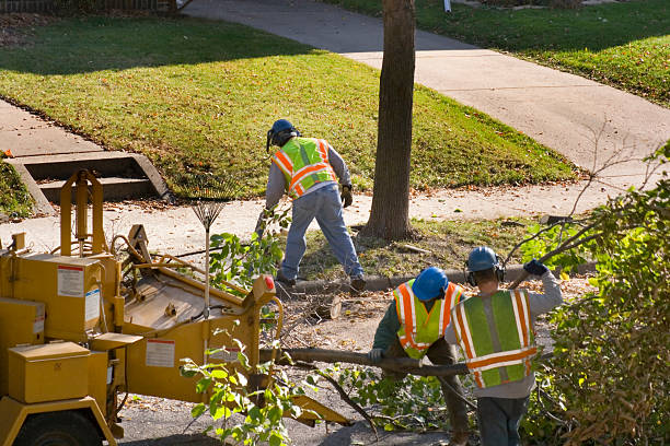 Best Hedge Trimming  in Gilbert, MN